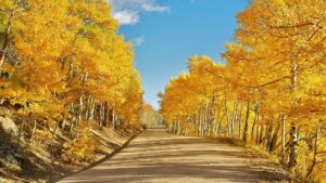 Homes For Sale In Cortez